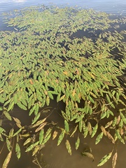 Potamogeton nodosus