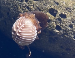 Pusula solandri