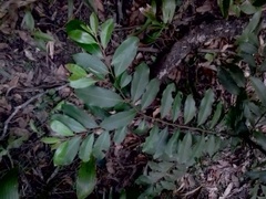 Diospyros australis