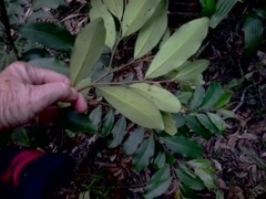 Diospyros australis
