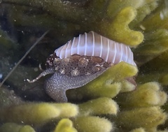 Pusula solandri