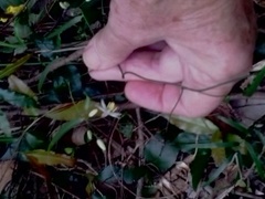 Geitonoplesium cymosum