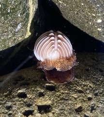 Pusula solandri