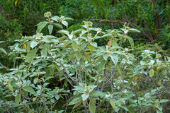 Solanum erianthum
