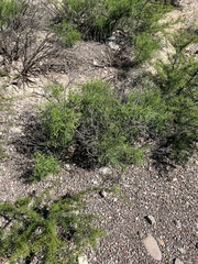 Sidneya tenuifolia