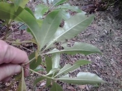 Pittosporum undulatum