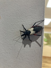 Microtomus purcis