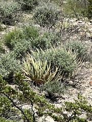 Agave lechuguilla