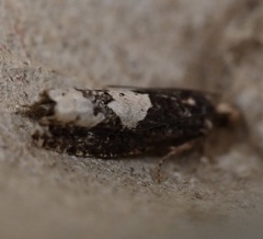 Epinotia trigonella