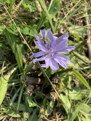 Cichorium intybus
