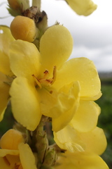 Verbascum phlomoides
