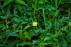 Momordica charantia