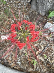Lycoris