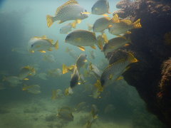 Plectorhinchus gaterinus