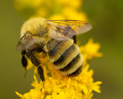 Andrena hirticincta