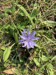 Cichorium intybus