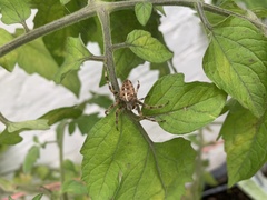Araneus diadematus