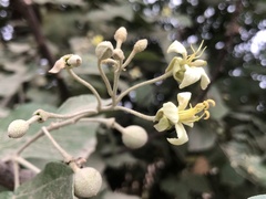 Capparicordis crotonoides