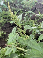 Amaranthus tuberculatus