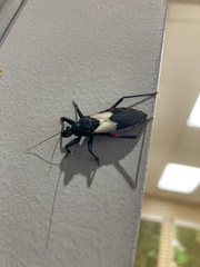 Microtomus purcis