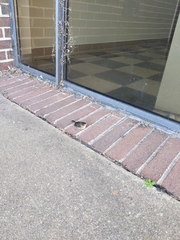 Cistothorus stellaris