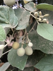 Capparicordis crotonoides
