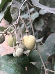 Capparicordis crotonoides