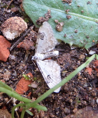 Eupithecia centaureata