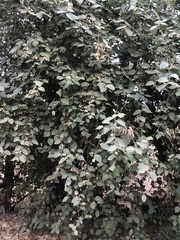 Capparicordis crotonoides