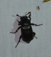 Nicrophorus pustulatus