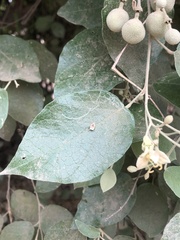 Capparicordis crotonoides