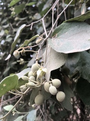 Capparicordis crotonoides