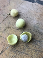 Capparicordis crotonoides