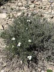 Zinnia acerosa