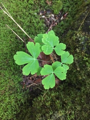 Aquilegia canadensis