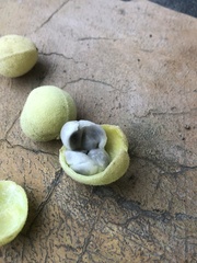 Capparicordis crotonoides