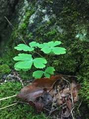 Aquilegia canadensis