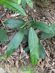 Turpinia formosana