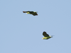 Amazona albifrons