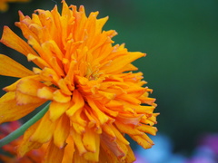 Tagetes erecta