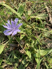 Cichorium intybus