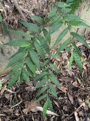 Oplismenus compositus