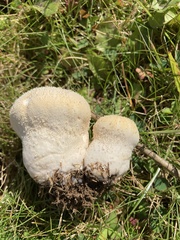 Lycoperdon pratense
