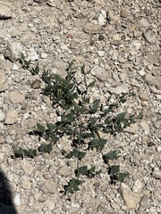 Acleisanthes longiflora
