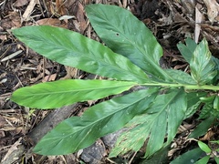 Alpinia uraiensis