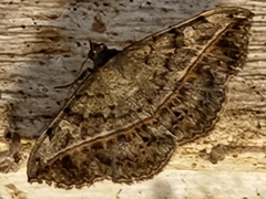 Anticarsia gemmatalis