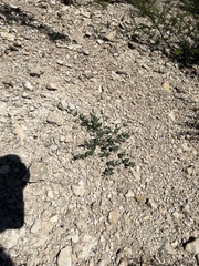 Acleisanthes longiflora