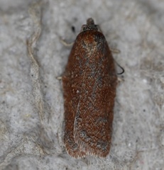 Acleris celiana