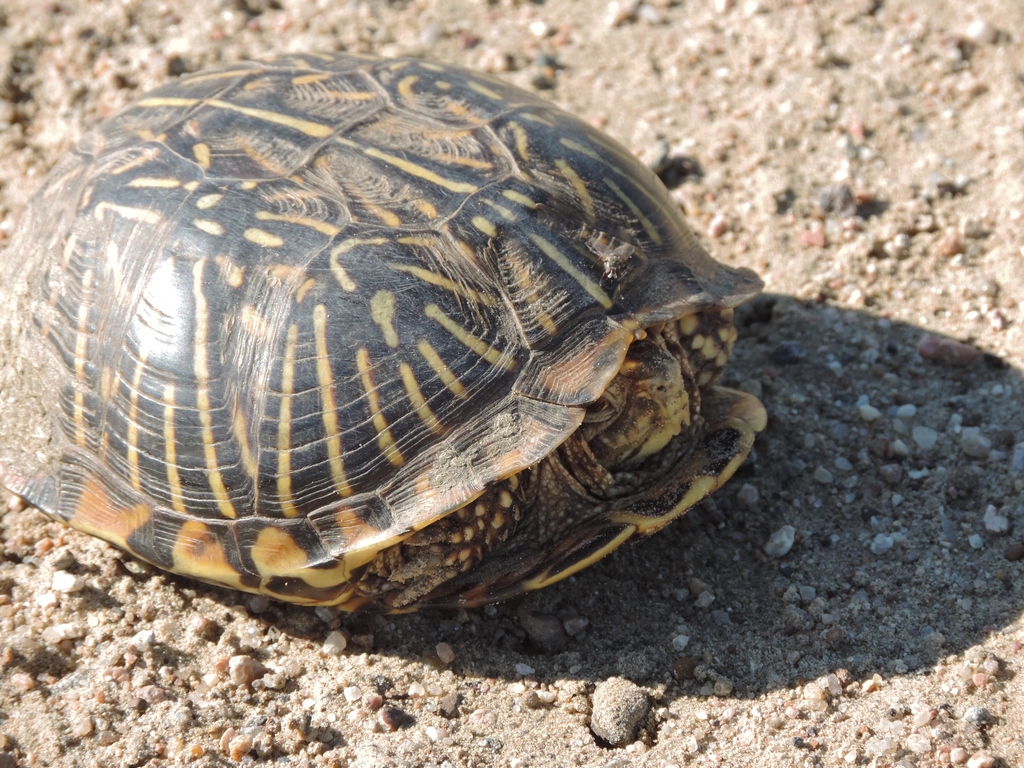 Ornate Box Turtle From Weld County CO USA On August 14 2016 At 09 16   Large 