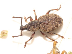 Otiorhynchus singularis